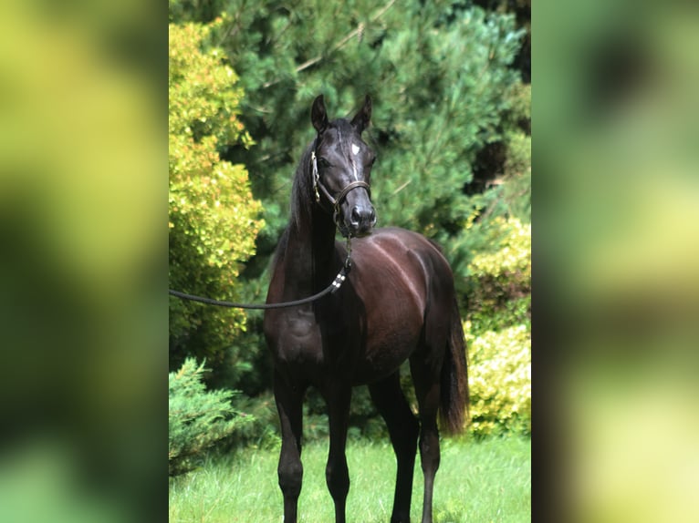 Vollblutaraber Hengst 1 Jahr 158 cm Rappe in Santok