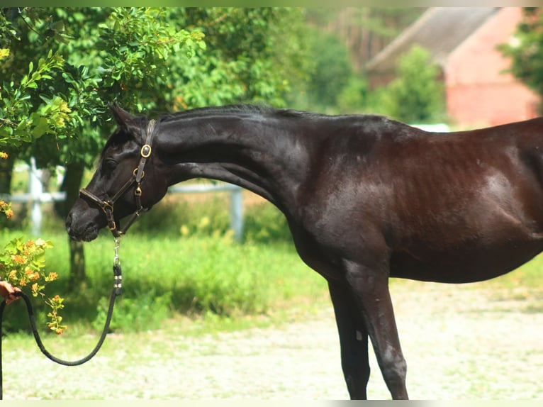 Vollblutaraber Hengst 1 Jahr 158 cm Rappe in Santok