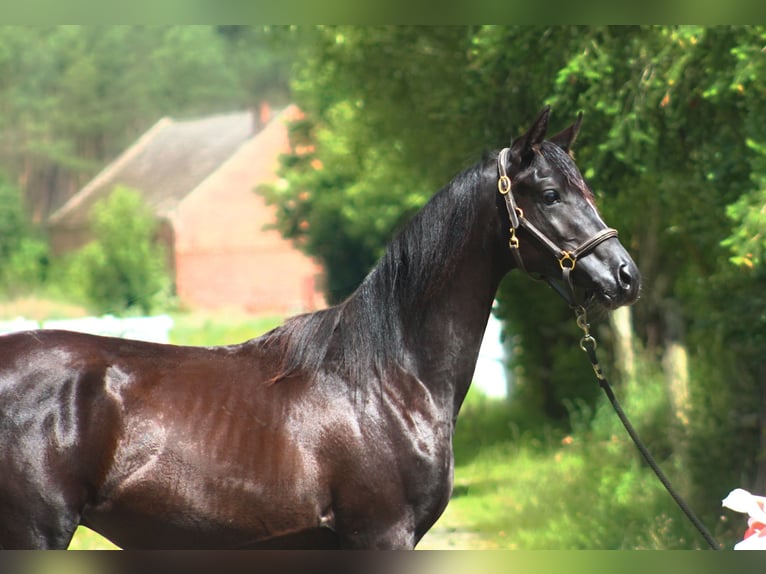 Vollblutaraber Hengst 1 Jahr 158 cm Rappe in Santok