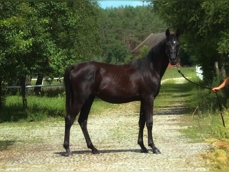 Vollblutaraber Hengst 1 Jahr 158 cm Rappe in Santok
