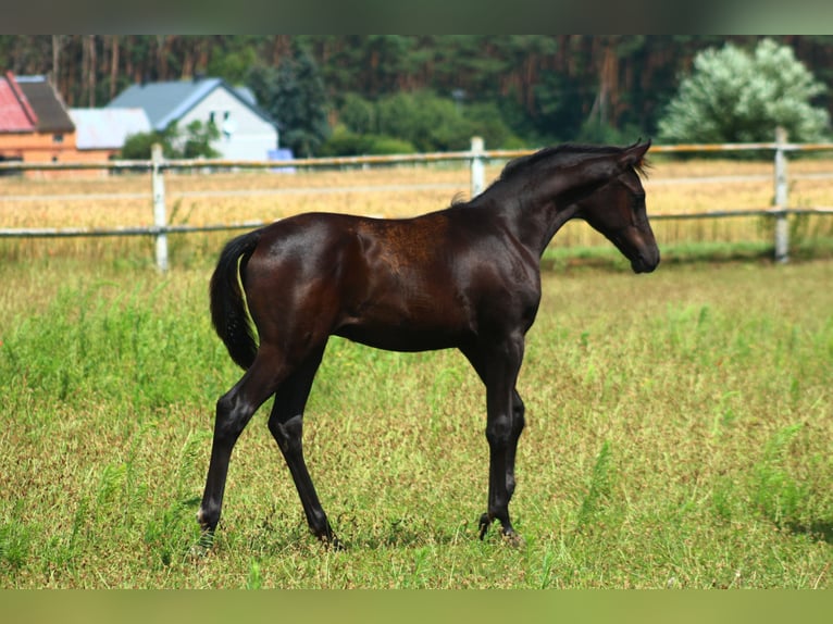 Vollblutaraber Hengst 1 Jahr 158 cm Rappe in Santok