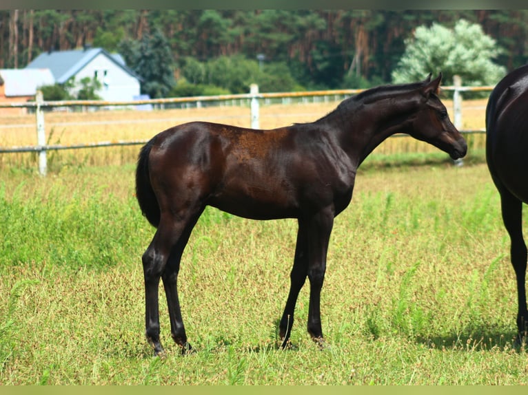 Vollblutaraber Hengst 1 Jahr 158 cm Rappe in Santok