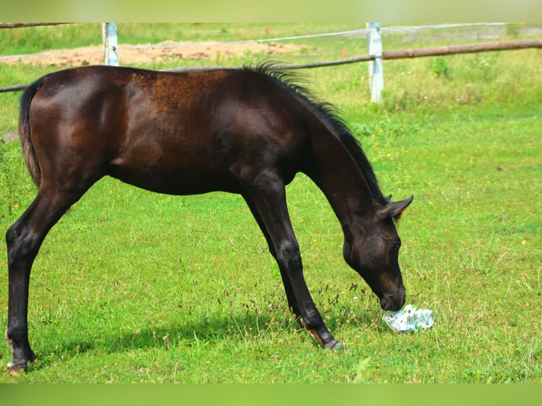 Vollblutaraber Hengst 1 Jahr 158 cm Rappe in Santok