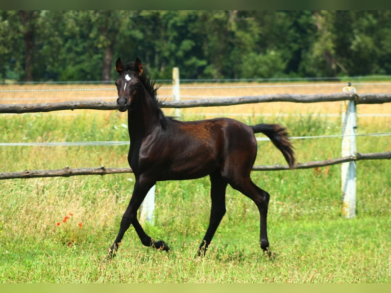 Vollblutaraber Hengst 1 Jahr 158 cm Rappe in Santok