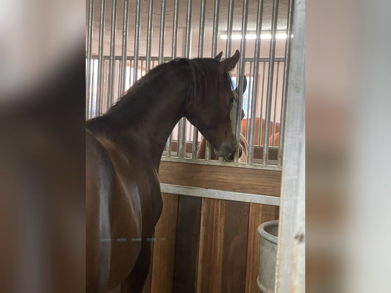 Vollblutaraber Hengst 1 Jahr 160 cm Dunkelbrauner in Leutershausen