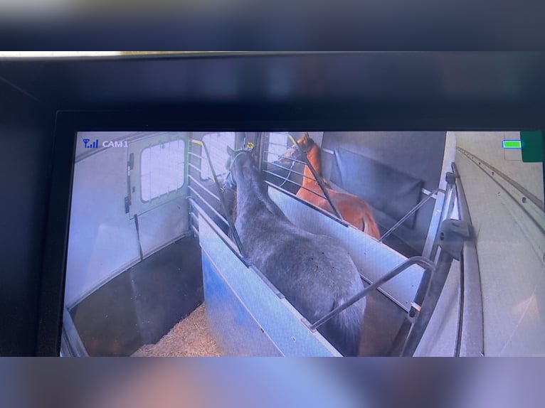 Vollblutaraber Hengst 1 Jahr 165 cm Schimmel in Bad Schwanberg