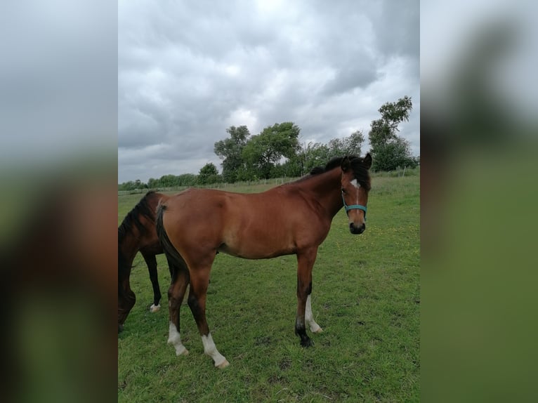 Vollblutaraber Hengst 1 Jahr Brauner in Loxstedt