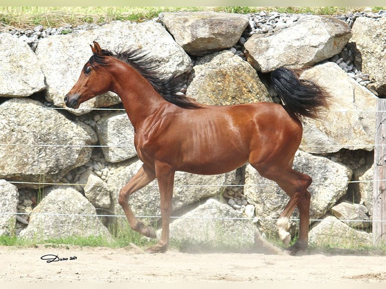 Vollblutaraber Hengst 1 Jahr Brauner in Wallsee