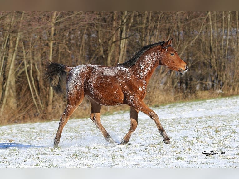Vollblutaraber Hengst 1 Jahr Brauner in Ried im Traunkreis