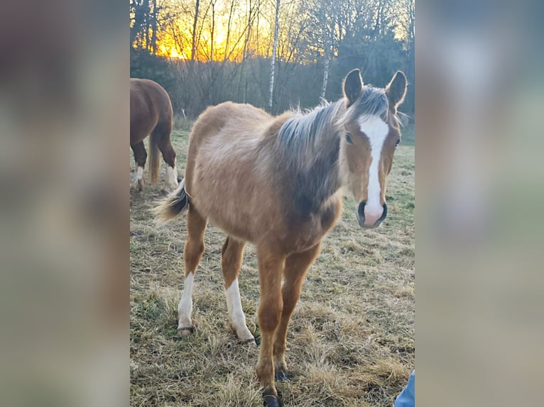 Vollblutaraber Mix Hengst 1 Jahr  in Birkenfelde