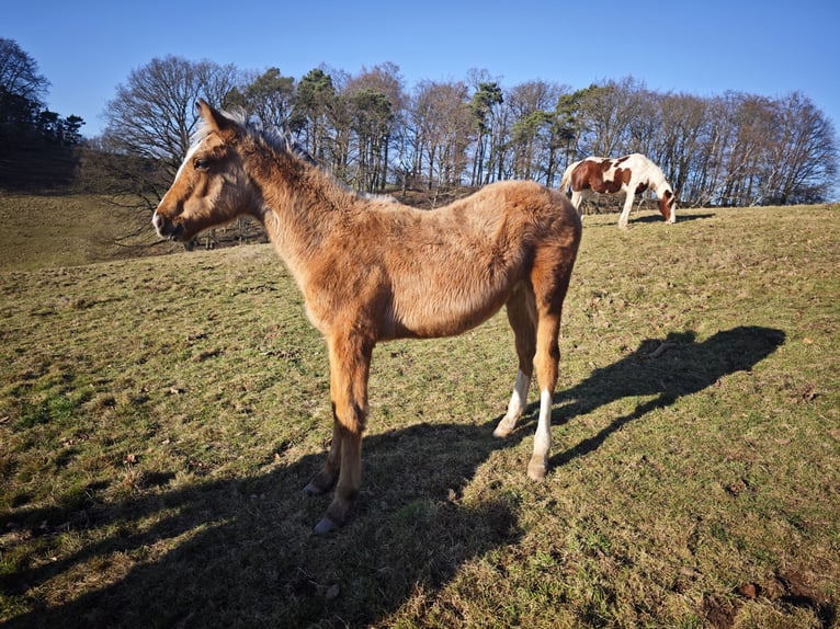 Vollblutaraber Mix Hengst 1 Jahr  in Birkenfelde