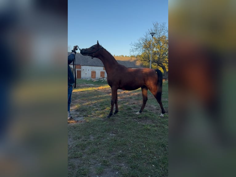 Vollblutaraber Hengst 1 Jahr Palomino in Pozna&#x144;