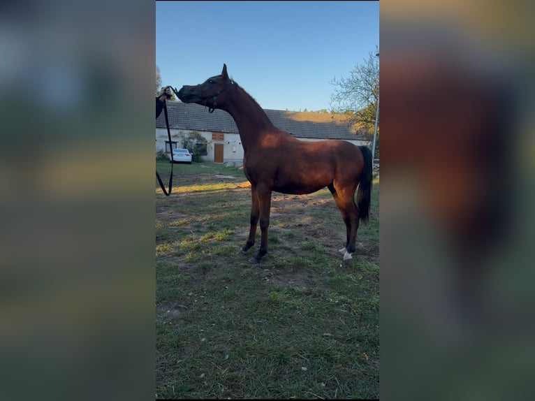 Vollblutaraber Hengst 1 Jahr Palomino in Pozna&#x144;