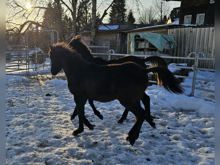 Vollblutaraber Hengst 1 Jahr Rappe in Todtnau