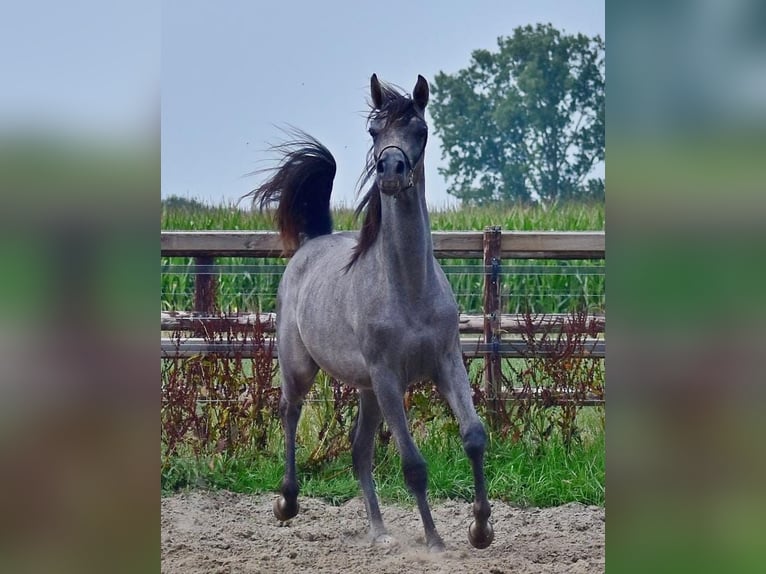 Vollblutaraber Hengst 1 Jahr Schimmel in Wouwse Plantage