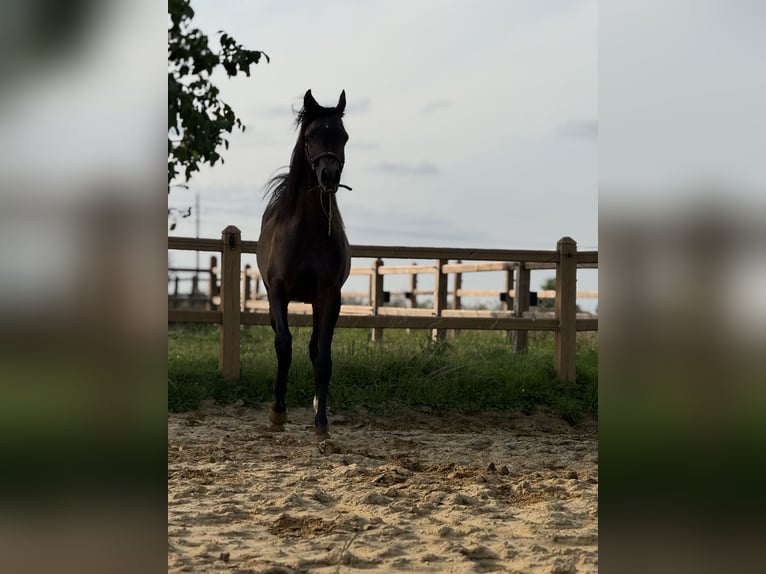 Vollblutaraber Hengst 1 Jahr Schimmel in Sint-Truiden