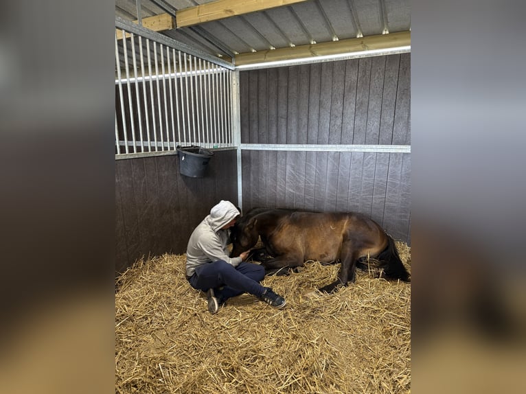 Vollblutaraber Hengst 1 Jahr Schimmel in Sint-Truiden