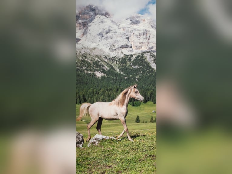 Vollblutaraber Hengst 1 Jahr Schimmel in Prags