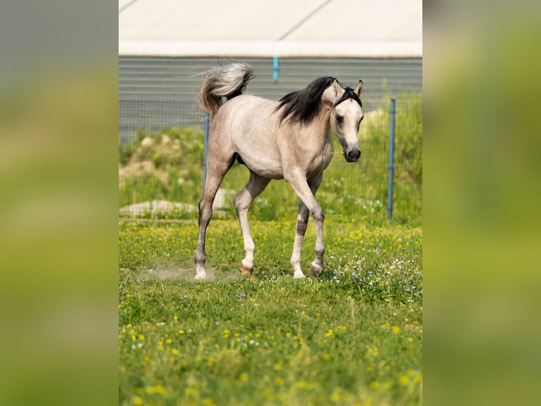 Vollblutaraber Hengst 1 Jahr Schimmel in Wola Rzędzińska