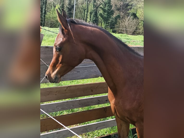 Vollblutaraber Hengst 1 Jahr Schwarzbrauner in Ascoli Piceno