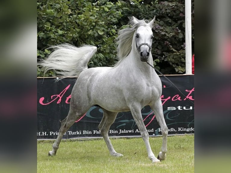 Vollblutaraber Hengst 20 Jahre 154 cm Schimmel in Sefferweich