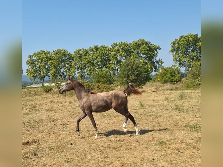 Vollblutaraber Hengst 2 Jahre 144 cm Schimmel in Saint-Christol-les-Al&#xE8;s