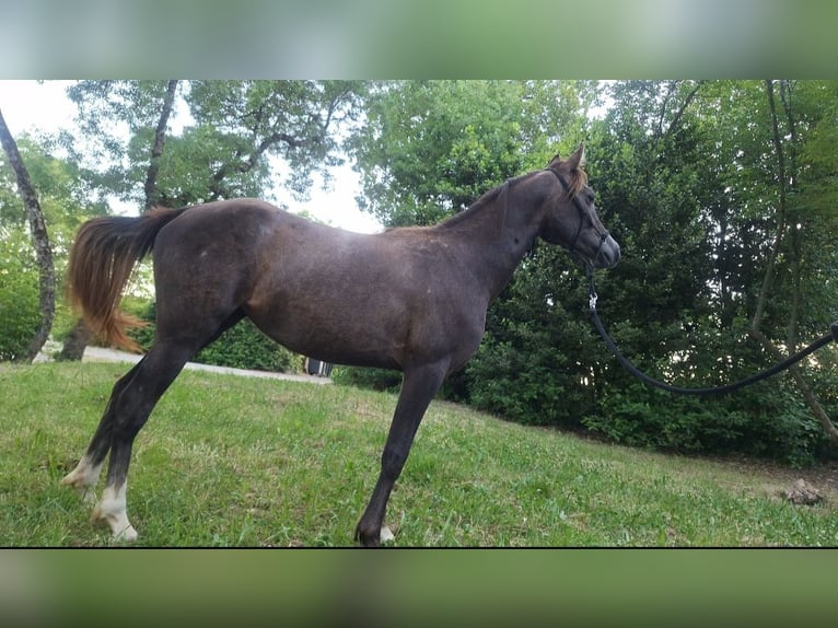 Vollblutaraber Hengst 2 Jahre 144 cm Schimmel in Saint-Christol-les-Al&#xE8;s