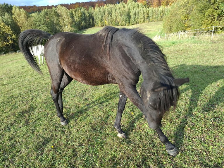 Vollblutaraber Hengst 2 Jahre 145 cm Rappe in Grabownica Starze&#x144;ska