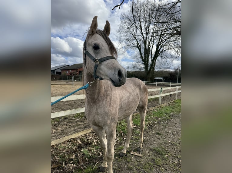 Vollblutaraber Hengst 2 Jahre 145 cm Rotschimmel in Zonhoven