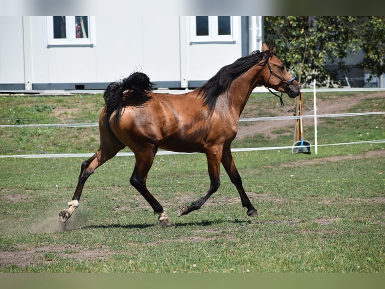 Vollblutaraber Hengst 2 Jahre 149 cm Rotbrauner in Izsofalva