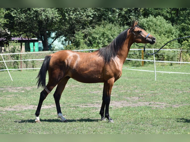 Vollblutaraber Hengst 2 Jahre 149 cm Rotbrauner in Izsofalva