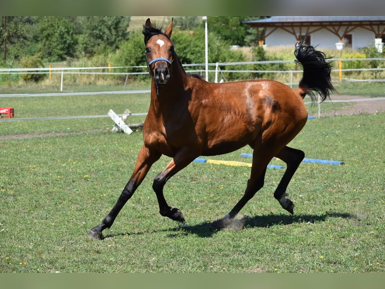 Vollblutaraber Hengst 2 Jahre 149 cm Rotbrauner in Izsofalva