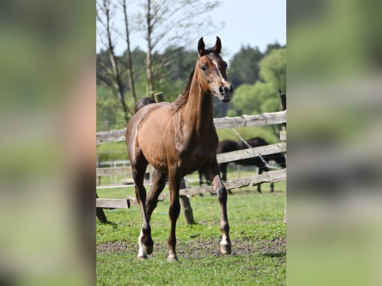 Vollblutaraber Hengst 2 Jahre 152 cm Dunkelfuchs in HALIN&#xD3;W