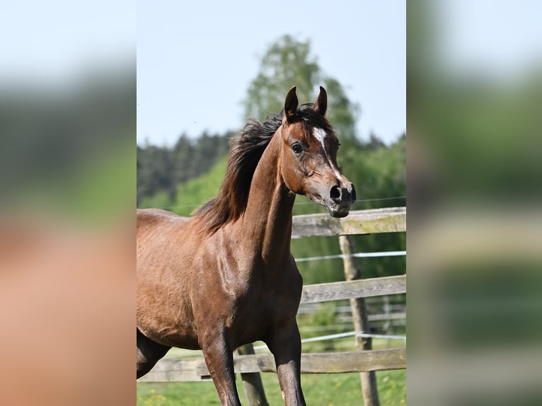 Vollblutaraber Hengst 2 Jahre 152 cm Dunkelfuchs in HALIN&#xD3;W