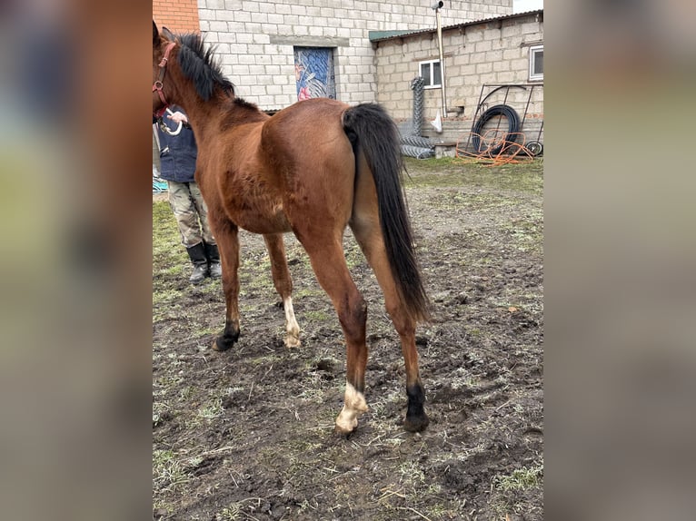 Vollblutaraber Hengst 2 Jahre 152 cm Dunkelfuchs in Нестеровская