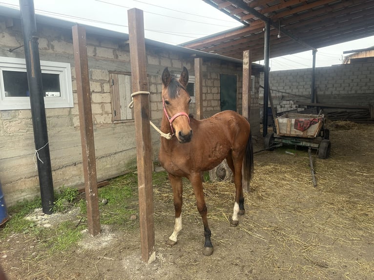 Vollblutaraber Hengst 2 Jahre 152 cm Dunkelfuchs in Нестеровская