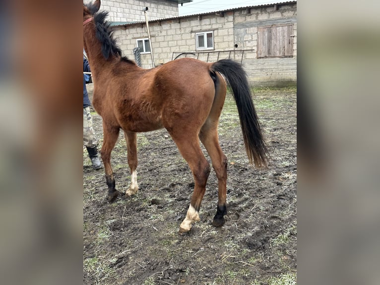 Vollblutaraber Hengst 2 Jahre 152 cm Dunkelfuchs in Нестеровская