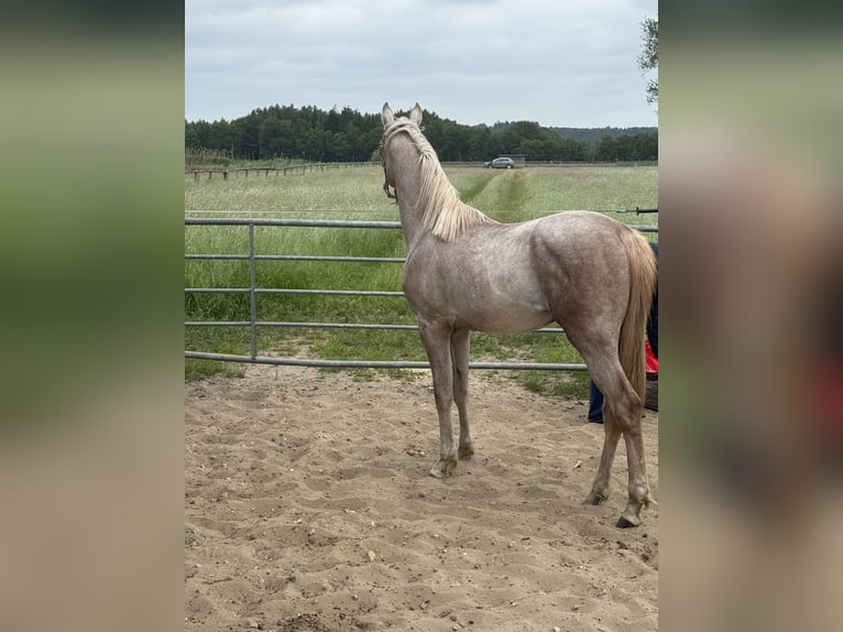 Vollblutaraber Hengst 2 Jahre 152 cm in BleckedeBleckede