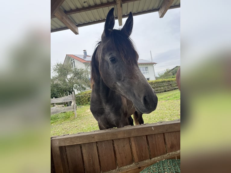 Vollblutaraber Hengst 2 Jahre 152 cm Rappschimmel in Wain