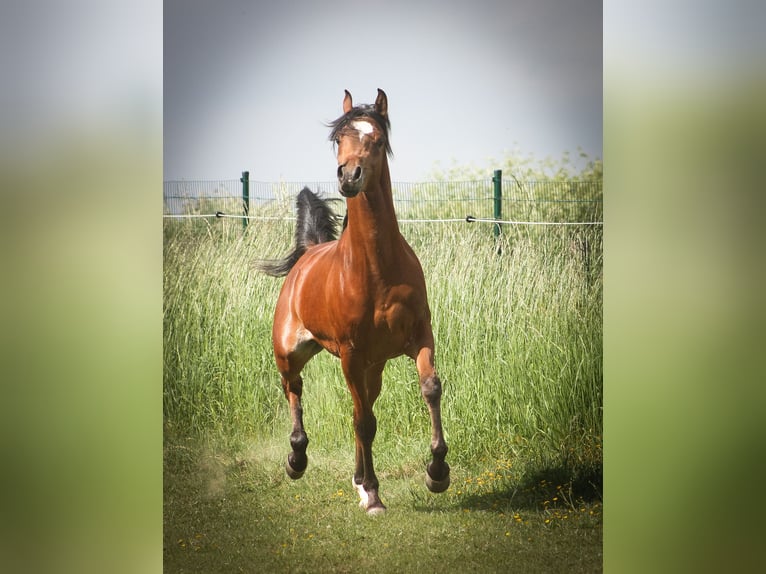 Vollblutaraber Hengst 2 Jahre 153 cm Brauner in BELOEIL