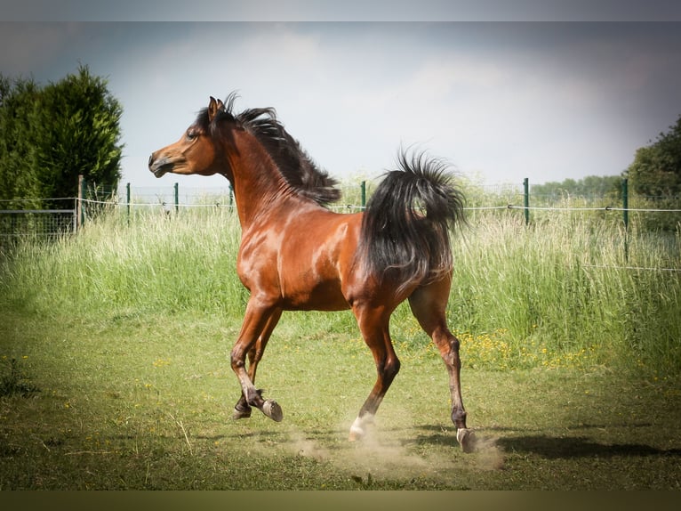 Vollblutaraber Hengst 2 Jahre 153 cm Brauner in BELOEIL