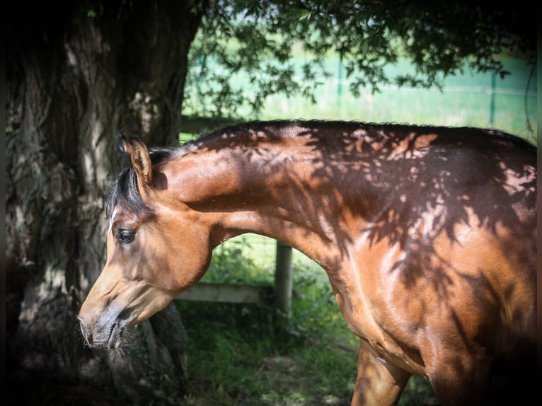 Vollblutaraber Hengst 2 Jahre 153 cm Brauner in BELOEIL