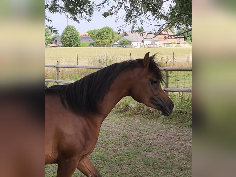Vollblutaraber Hengst 2 Jahre 153 cm Brauner in BELOEIL