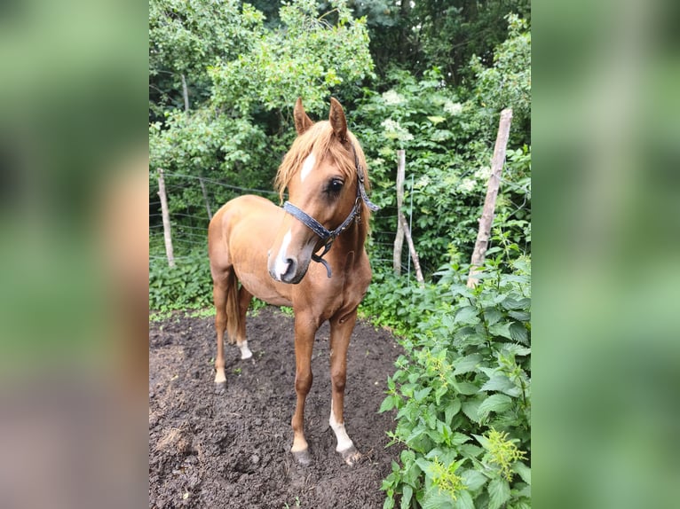 Vollblutaraber Hengst 2 Jahre 153 cm Fuchs in LUBISZYN