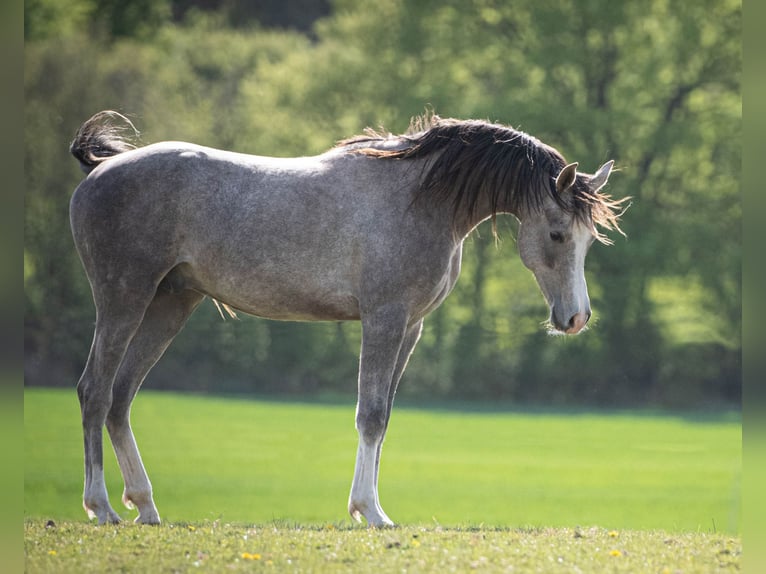 Vollblutaraber Hengst 2 Jahre 154 cm Schimmel in Gemünden (Felda)