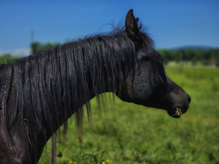 Vollblutaraber Hengst 2 Jahre 155 cm Rappe in Hagendorn