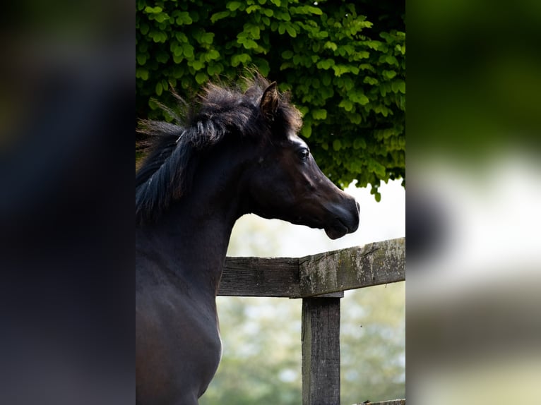 Vollblutaraber Hengst 2 Jahre 155 cm Rappe in Nesvady