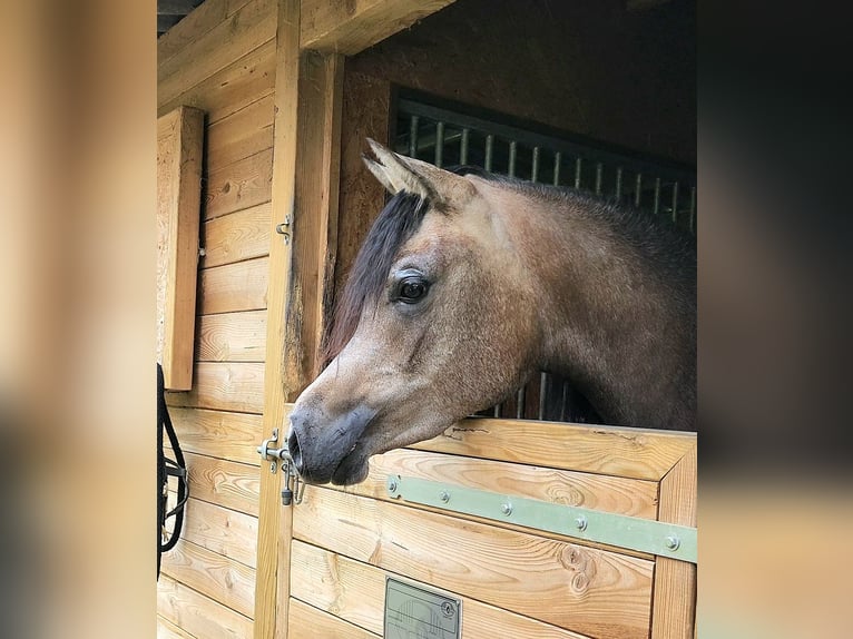 Vollblutaraber Hengst 2 Jahre 155 cm Schimmel in BELOEIL