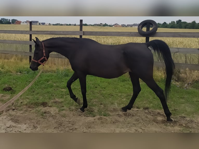 Vollblutaraber Hengst 2 Jahre 155 cm Schwarzbrauner in Rad&#x142;&#xF3;w