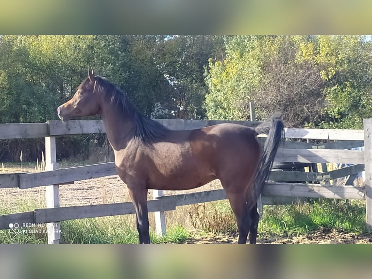 Vollblutaraber Hengst 2 Jahre 155 cm Schwarzbrauner in Rad&#x142;&#xF3;w